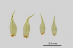 Dicranum spurium