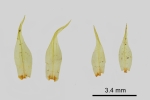 Dicranum spurium