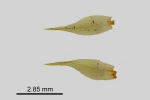 Dicranum spurium