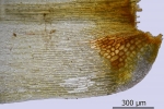 Dicranum spurium