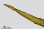 Dicranum spurium