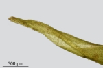 Dicranum spurium