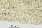 Dicranum spurium