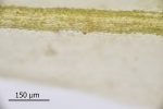 Dicranum spurium