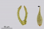 Dicranum spurium