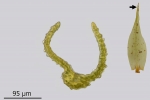 Dicranum spurium