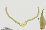 Dicranum spurium