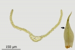 Dicranum spurium