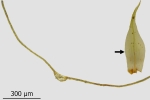 Dicranum spurium