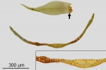 Dicranum spurium