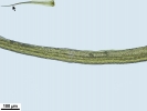 Dicranum scottianum