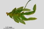 Fissidens gymnandrus
