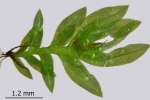 Fissidens gymnandrus