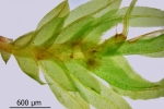 Fissidens gymnandrus