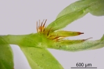 Fissidens gymnandrus