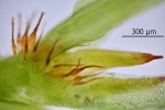 Fissidens gymnandrus