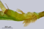 Fissidens gymnandrus