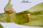 Fissidens gymnandrus