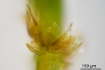 Fissidens gymnandrus