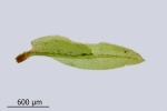 Fissidens gymnandrus