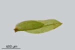 Fissidens gymnandrus