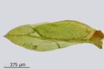 Fissidens gymnandrus