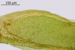 Fissidens gymnandrus