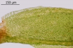 Fissidens gymnandrus