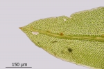 Fissidens gymnandrus