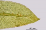 Fissidens gymnandrus