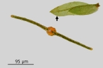 Fissidens gymnandrus