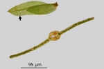 Fissidens gymnandrus