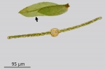 Fissidens gymnandrus