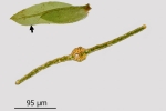 Fissidens gymnandrus