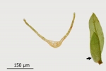 Fissidens gymnandrus
