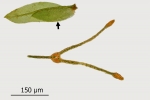 Fissidens gymnandrus