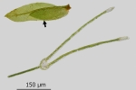 Fissidens gymnandrus