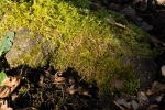 Sciuro-hypnum populeum