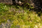 Sciuro-hypnum populeum