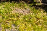 Sciuro-hypnum populeum