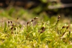 Sciuro-hypnum populeum