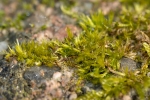 Sciuro-hypnum populeum
