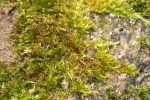 Sciuro-hypnum populeum