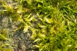 Sciuro-hypnum populeum