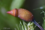 Sciuro-hypnum populeum