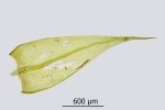 Sciuro-hypnum populeum