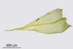 Sciuro-hypnum populeum