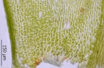 Sciuro-hypnum populeum