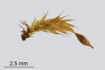 Tortula protobryoides