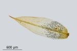 Tortula protobryoides
